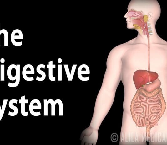 How Human Digestion Works