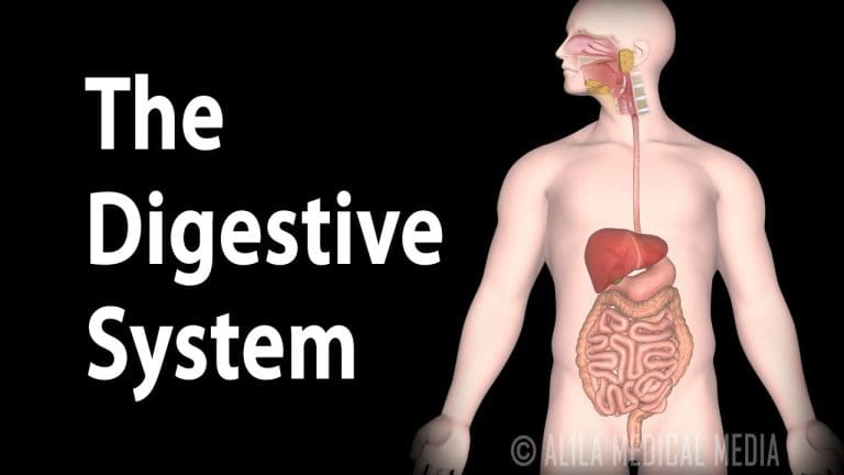 How Human Digestion Works