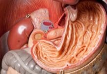 Things You Didn’t Know About the Human Stomach