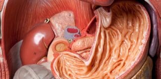 Things You Didn’t Know About the Human Stomach