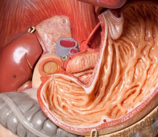 Things You Didn’t Know About the Human Stomach
