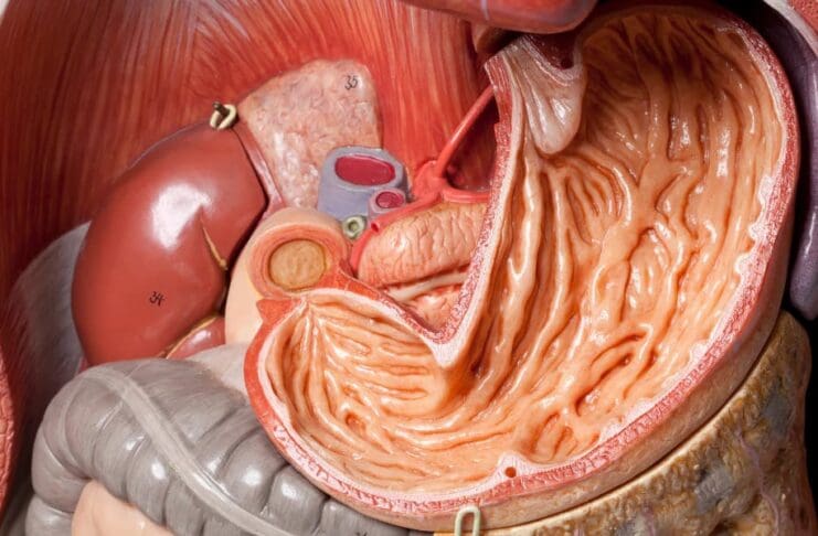 Things You Didn’t Know About the Human Stomach