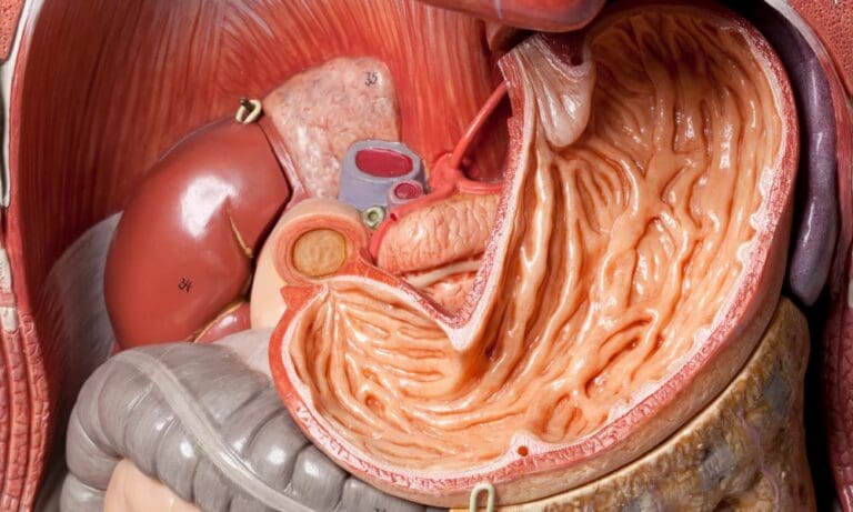 Things You Didn’t Know About the Human Stomach