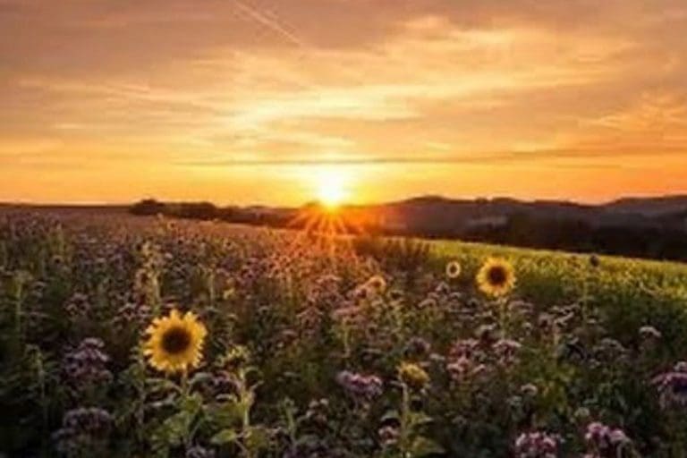 Summer Solstice by Janet S Rogers