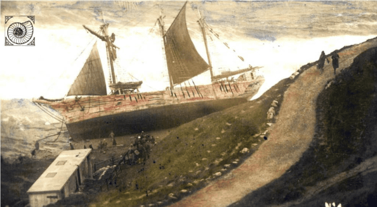 Treasure of the Golden Grape