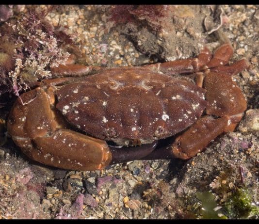 Climate change indicator crab recorded for the first time at Kimmeridge