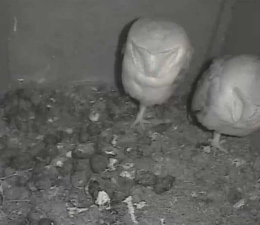 Dorset Wildlife Trust urges visitors to follow advice on using nature reserves during Covid-19 lockdown