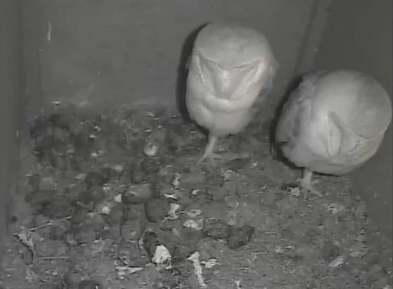 Dorset Wildlife Trust urges visitors to follow advice on using nature reserves during Covid-19 lockdown