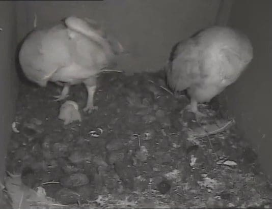 First barn owl chick hatches on webcam