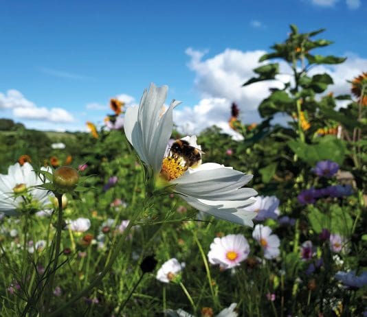 Get Dorset Buzzing: DWT launches biggest ever campaign to help declining pollinators
