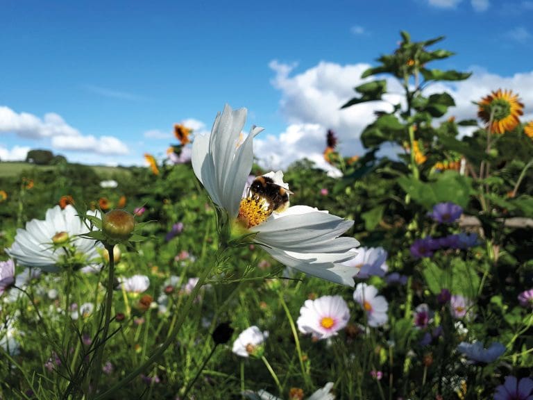 Get Dorset Buzzing: DWT launches biggest ever campaign to help declining pollinators