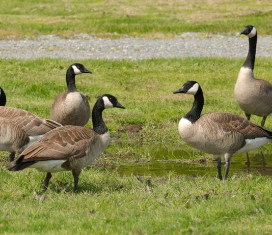 Ducks and geese intentionally run over in Purbeck