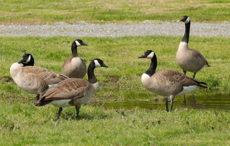 Ducks and geese intentionally run over in Purbeck