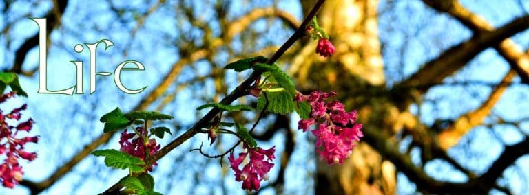 Life