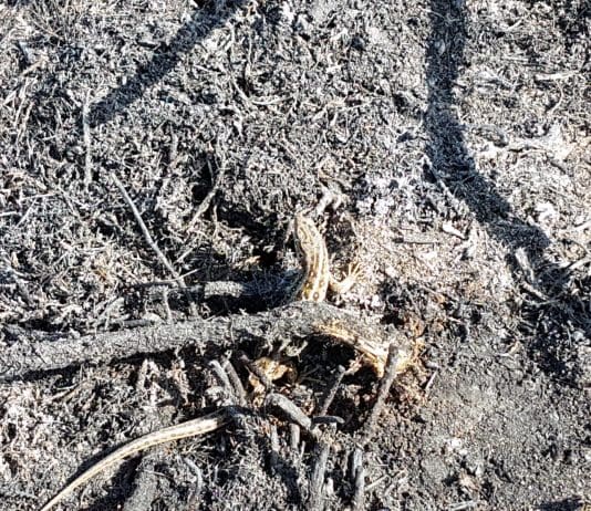 Fire destroys 3 hectares of Upton Heath nature reserve