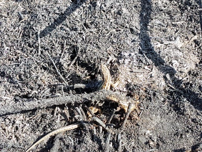 Fire destroys 3 hectares of Upton Heath nature reserve