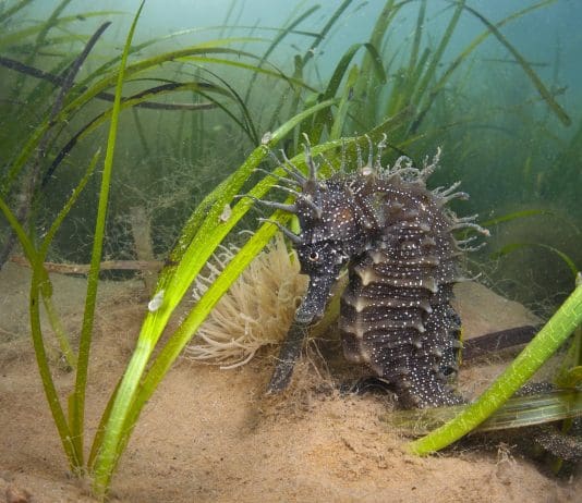 Six new Marine Conservation Zones designated in Dorset