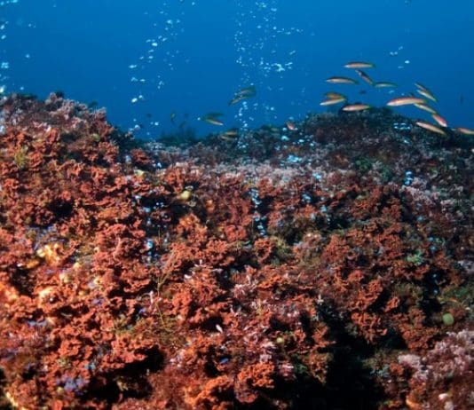 New Greenpeace report warns of ‘irreversible harm’ to ocean life from deep sea mining