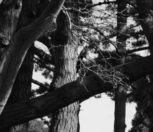 ECO THERAPY COMES TO BOSCOMBE