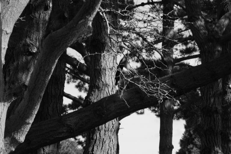 ECO THERAPY COMES TO BOSCOMBE