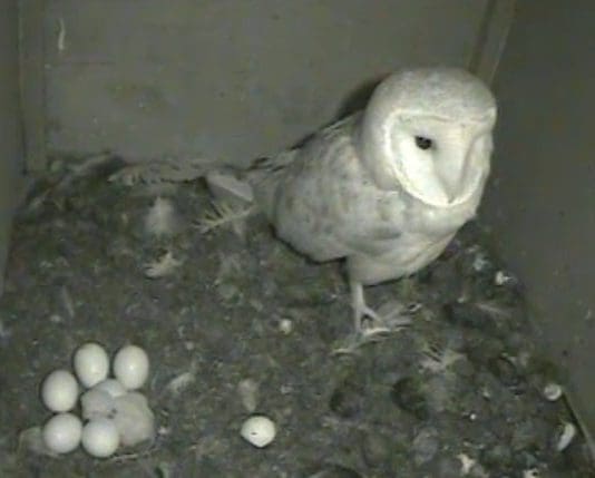 First barn owl chick hatched live on camera