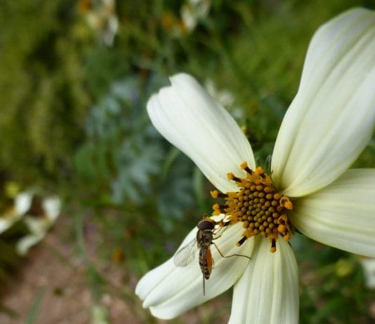 Wildlife gardening talk: how to get your garden buzzing
