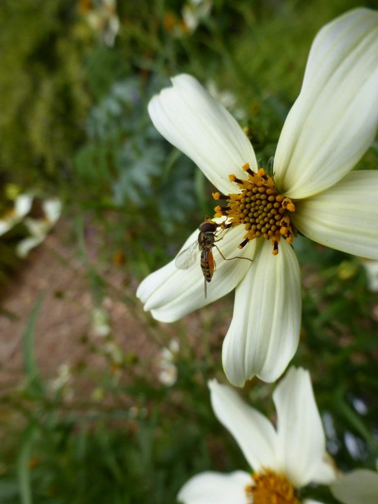 Wildlife gardening talk: how to get your garden buzzing
