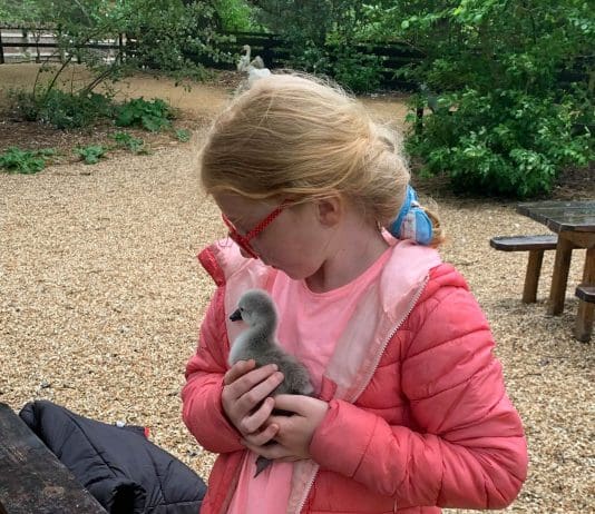 Watch cygnet being born at Abbotsbury Swannery