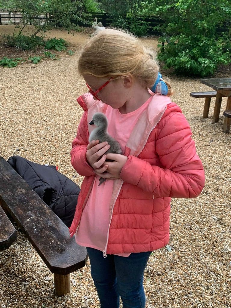 Watch cygnet being born at Abbotsbury Swannery