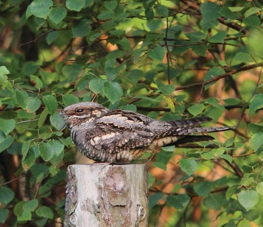 The State of Nature revealed in new report