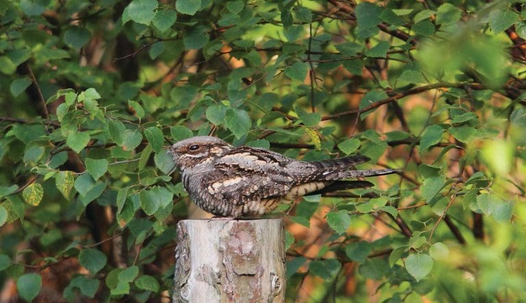 The State of Nature revealed in new report