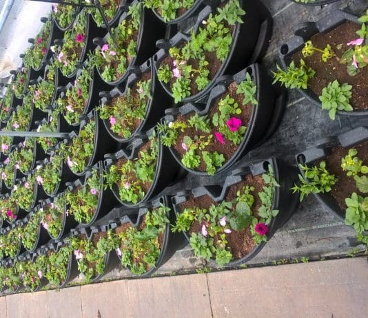 Poole to bloom through the summer season