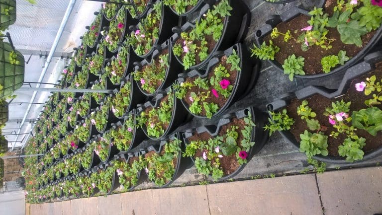 Poole to bloom through the summer season