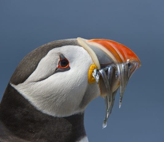 DWT invites the public to experience marine wildlife with Ocean Cruises for 2019