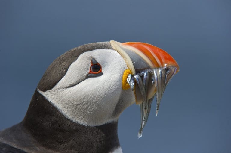 DWT invites the public to experience marine wildlife with Ocean Cruises for 2019