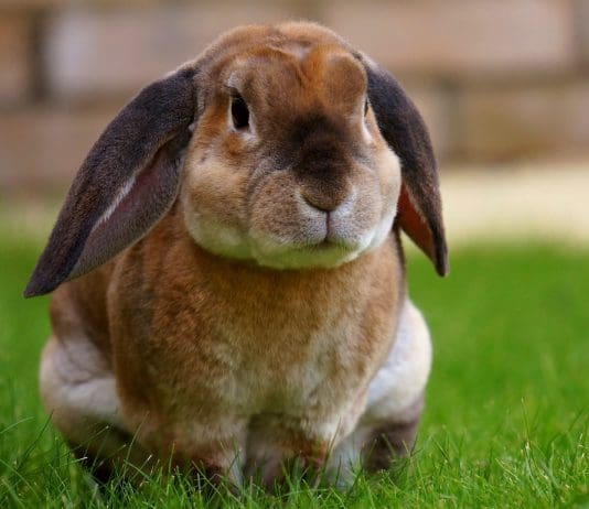 RABBIT AWARENESS – WHAT IS FLYSTRIKE?