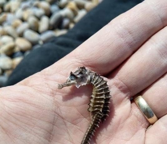 Stranded seahorses found on Dorset beaches