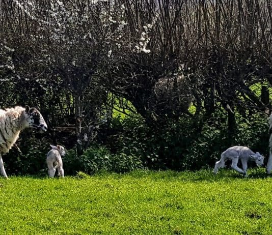 Sheep farmer sentenced for animal cruelty
