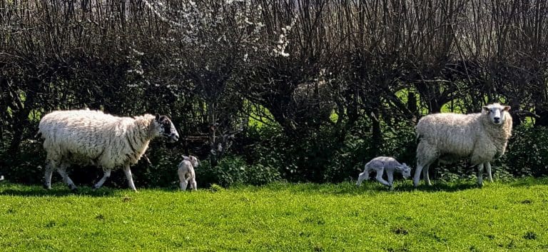 Working class Tory voters gather in a field in Dorset