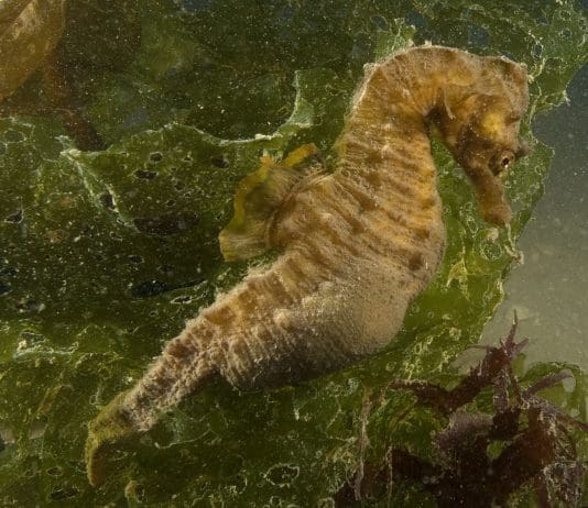 Wildlife experts concerned for natural environment as oil well drilling in Poole Bay begins