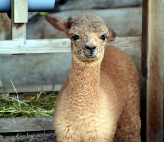 Southbourne’s annual nativity parade is once again set to be a hit with children