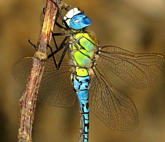 Southern migrant hawker dragonflies recorded for the first time in Dorset