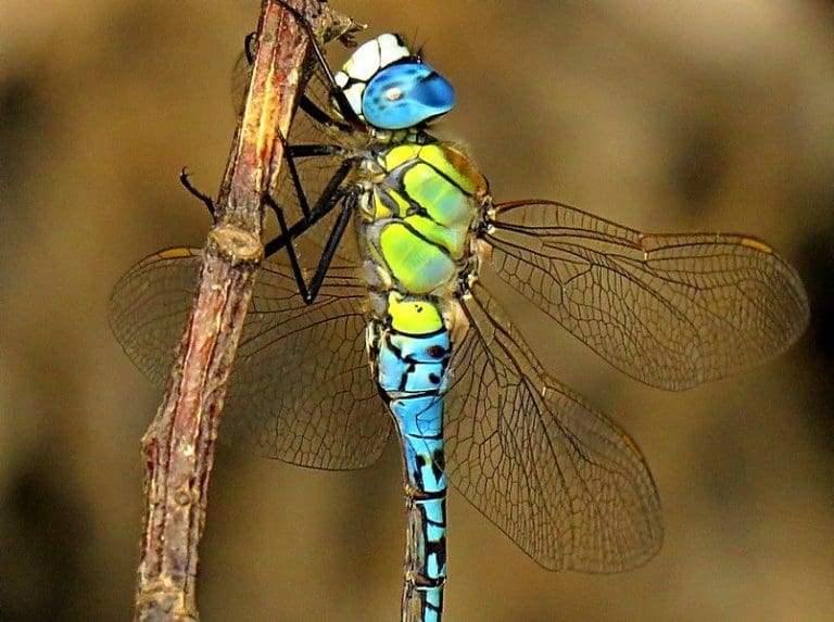 Southern migrant hawker dragonflies recorded for the first time in Dorset