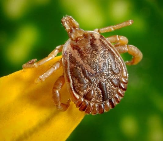 WHAT TO DO IF YOUR PET GETS A TICK