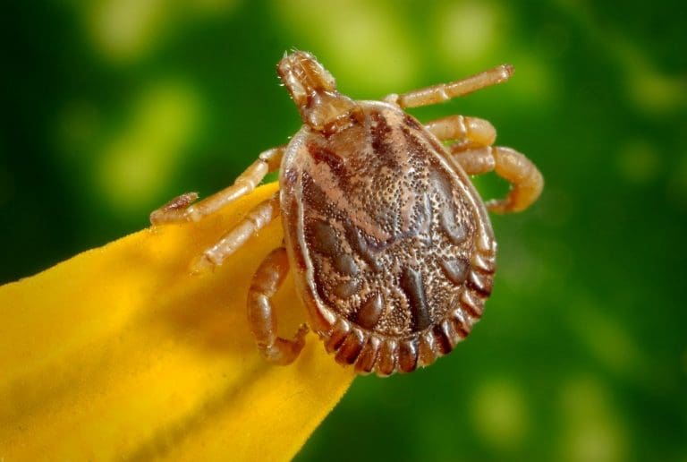 WHAT TO DO IF YOUR PET GETS A TICK
