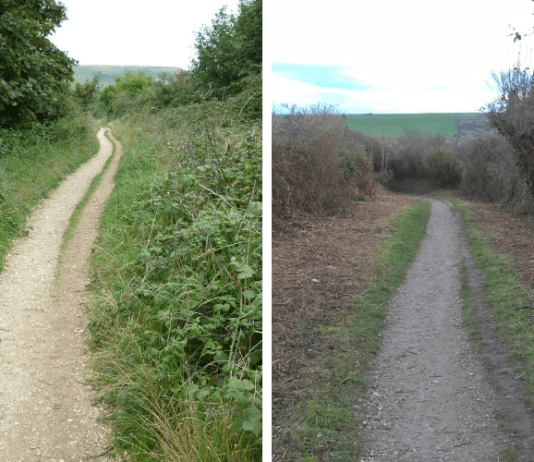 Sustainable transport and wildlife conservation in Bridport