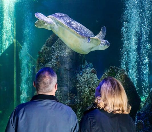 Dive into the Jurassic seas and uncover ancient fossils at SEA LIFE Weymouth Weymouth SEA LIFE