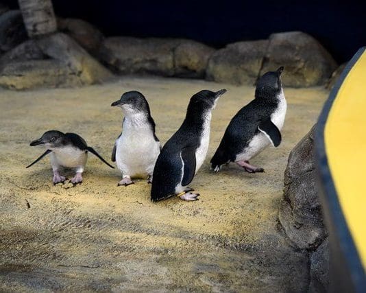 Weymouth SEA LIFE welcomes only colony of fairy penguins in Europe