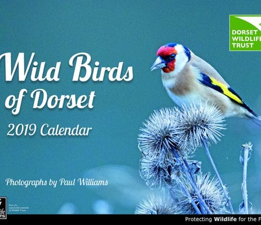 Dorset Wildlife Trust offers half price membership throughout January