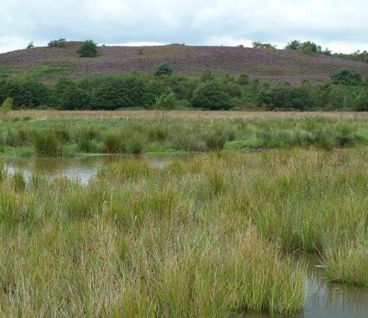 Heathland and mire restoration at Tadnoll & Winfrith nature reserves